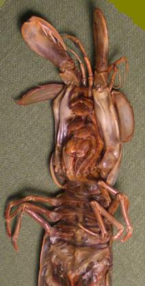 faughnia formosae T.F.C. ventral view 1.bmp